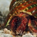 shell_res_h_0705_png0290.jpg
